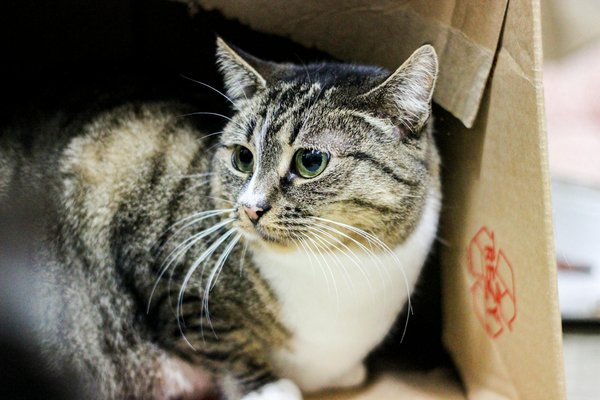 Como o enriquecimento ambiental impacta o bem-estar psicológico do seu gato?